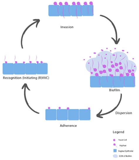 Treating (Recurrent) Vulvovaginal Candidiasis with Medical 